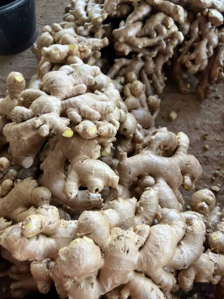 Vitametrics dried ginger product photo 1